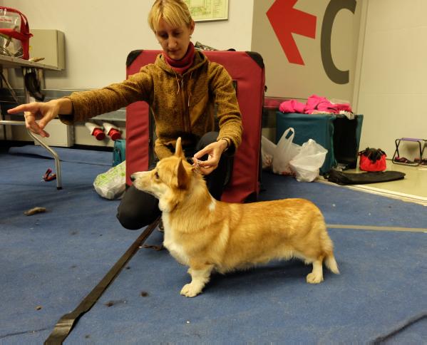 Gardian Enzhel Umnizsa Krasavizsa | Pembroke Welsh Corgi 