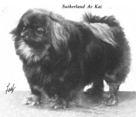 Sutherland Av Kai | Pekingese 