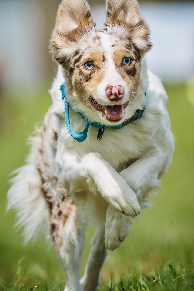 B6DR Eliana | Border Collie 