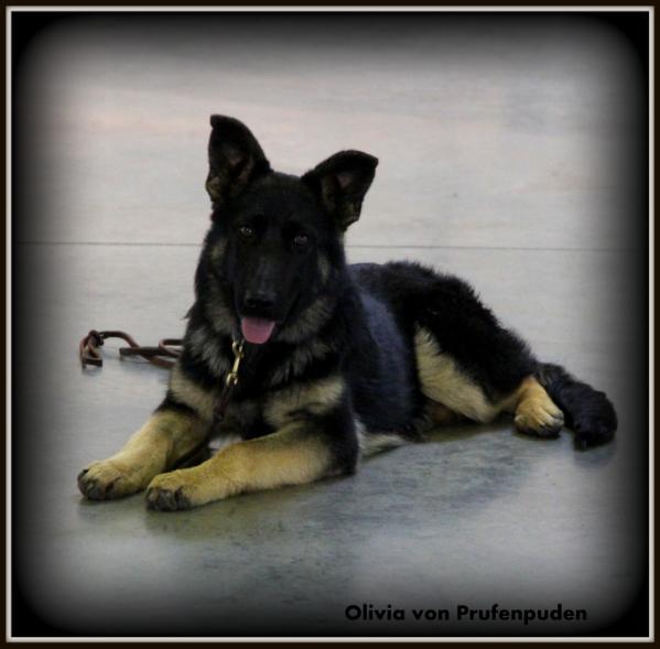 Olivia Von Prufenpuden | German Shepherd Dog 
