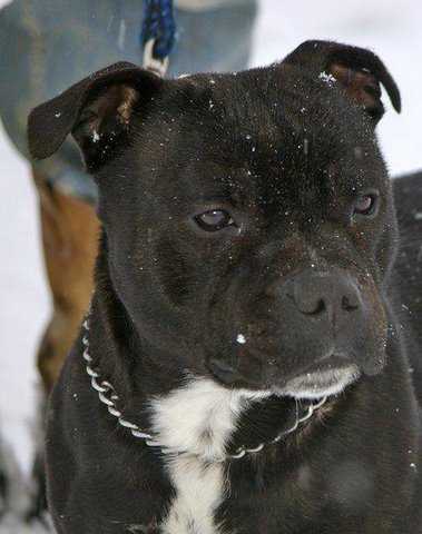 TILLCARR FIREROCK | Staffordshire Bull Terrier 