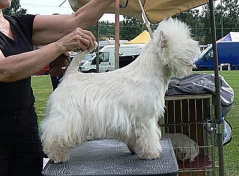 Be My Star Superbia | West Highland White Terrier 