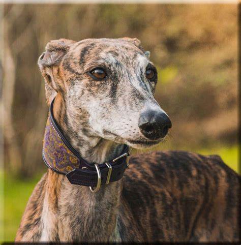Spanish Greyhound