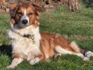 StonyCreek's Uptown Girl | English Shepherd 