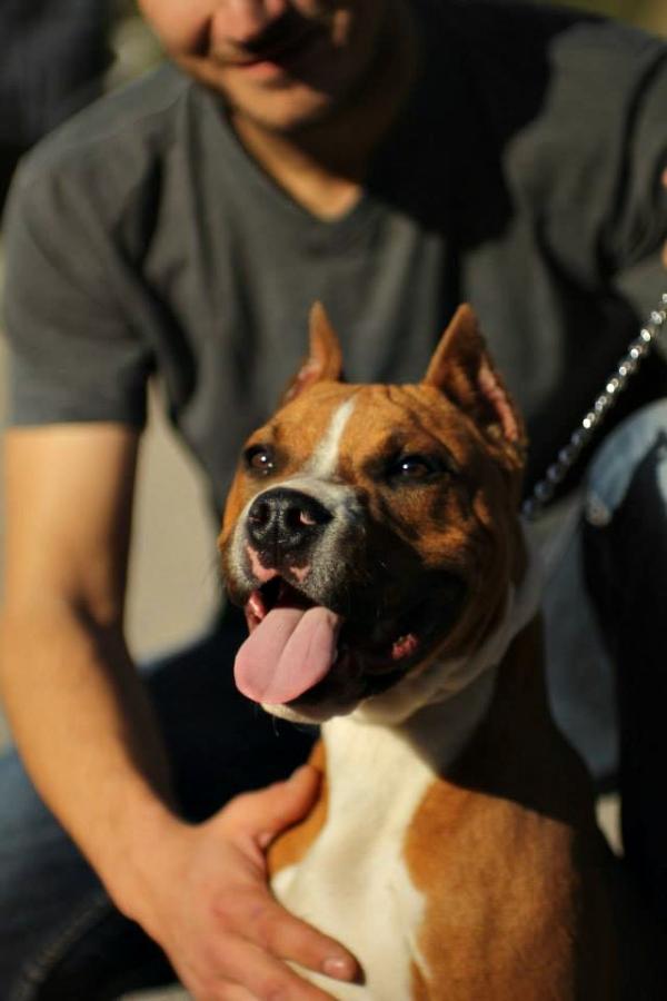 Khan Slani Grad | American Staffordshire Terrier 