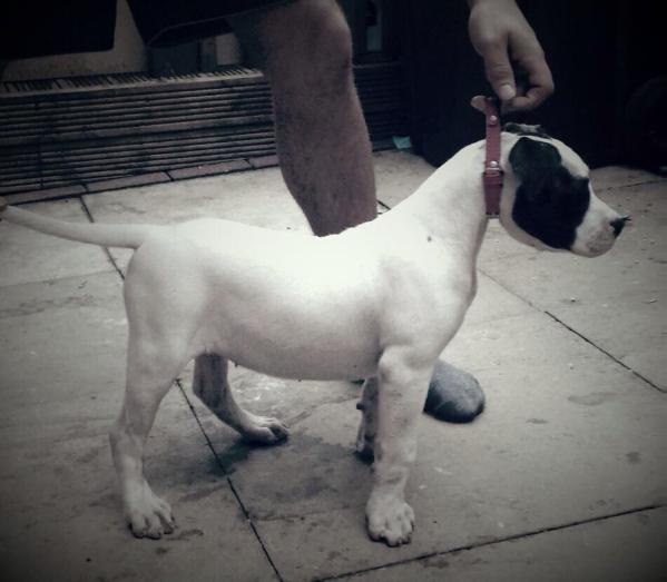 Vonbricknell Rhea of OSK | American Bulldog 