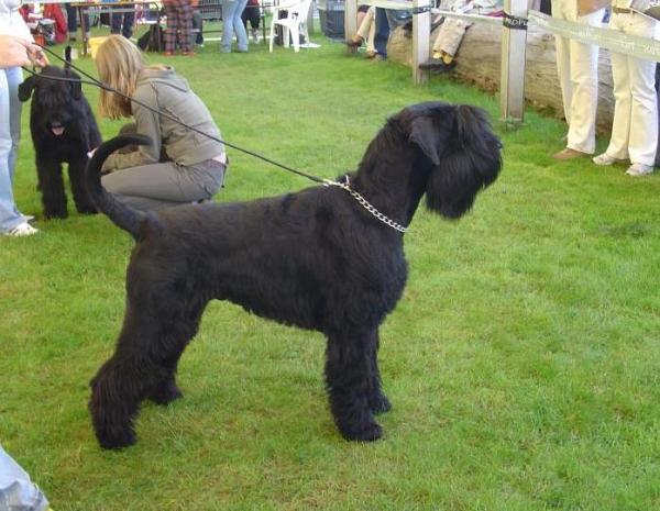 Hejoligeti Armani Zorro | Giant Schnauzer 