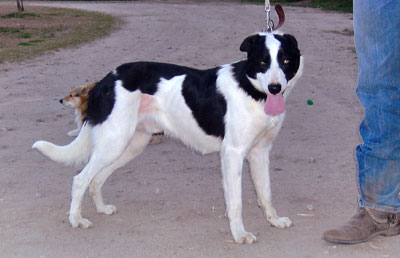 King's Spur | Border Collie 