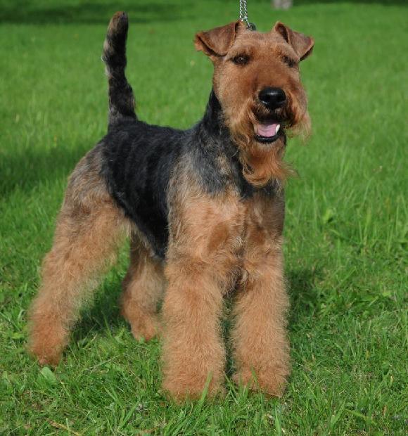 Darwyn´s Mighty Joe Young | Welsh Terrier 