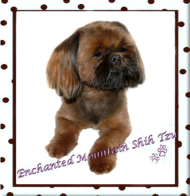 Enchanted Mountain Fiery Dragonfly | Shih Tzu 