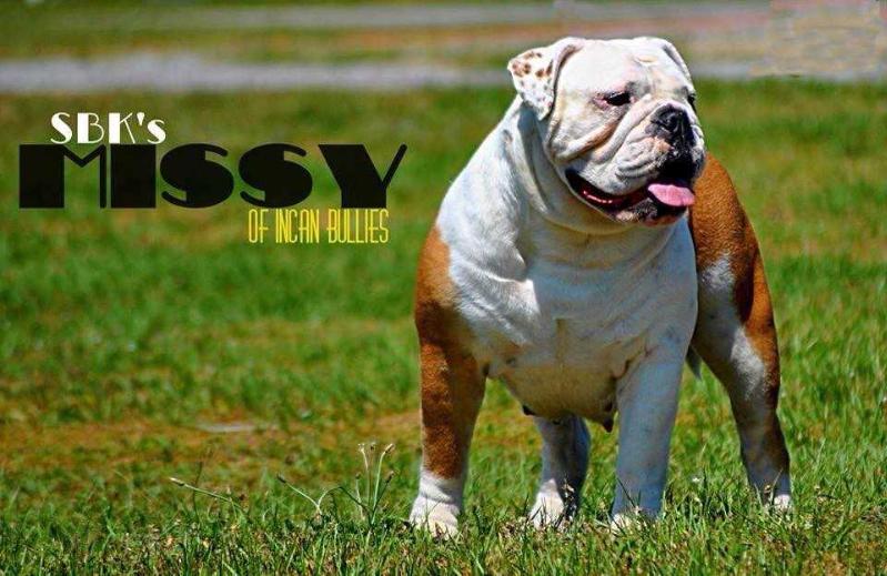 SBK's Missy of Incan Bullies | Olde English Bulldogge 