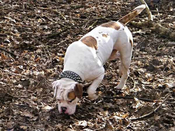 Darkenwald's Deedee | American Bulldog 