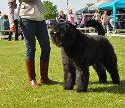 Chotan Abissha off the Eurisever | Bouvier des Flandres 