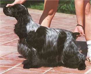 lennoxgrove ole at palacece | English Cocker Spaniel 