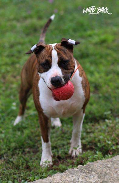 Licka of the soul kennel staff | American Staffordshire Terrier 