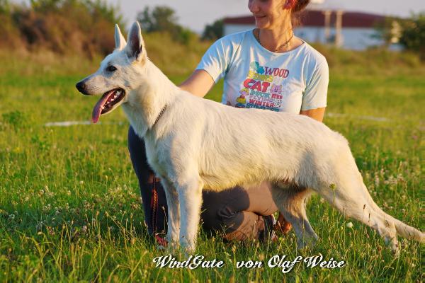 WindGate von Olaf Weise | White Swiss Shepherd Dog 