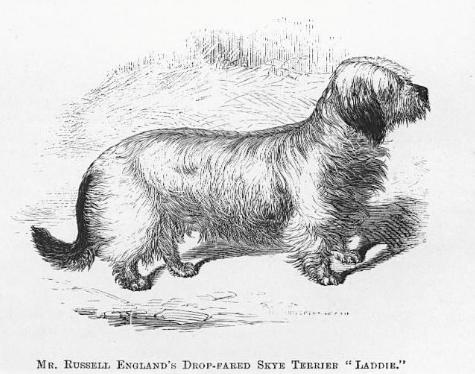 Laddie [Mr. Russell England's Drop-Eared Sky Terrier] | Skye Terrier 