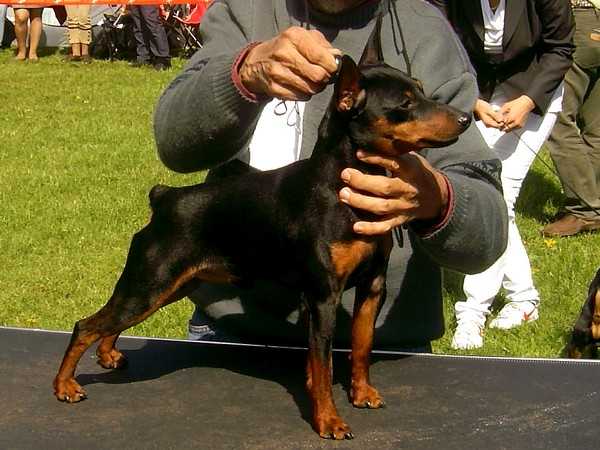 KAFR AL SHEIKH Chernaya Liniya | Miniature Pinscher 