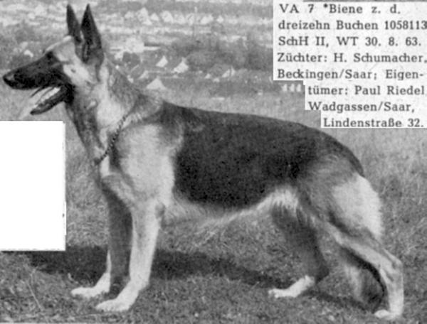 Biene zu den dreizehn Buchen | German Shepherd Dog 