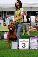Barone Du Chant des Bruants | Dogue de Bordeaux 