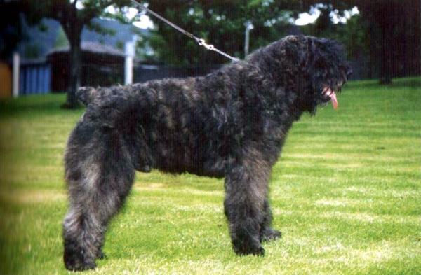 Teroy Jones Jr Inde V. Beauchara | Bouvier des Flandres 