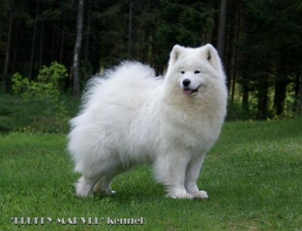 Dorian Spring Angelina Jolie | Samoyed 