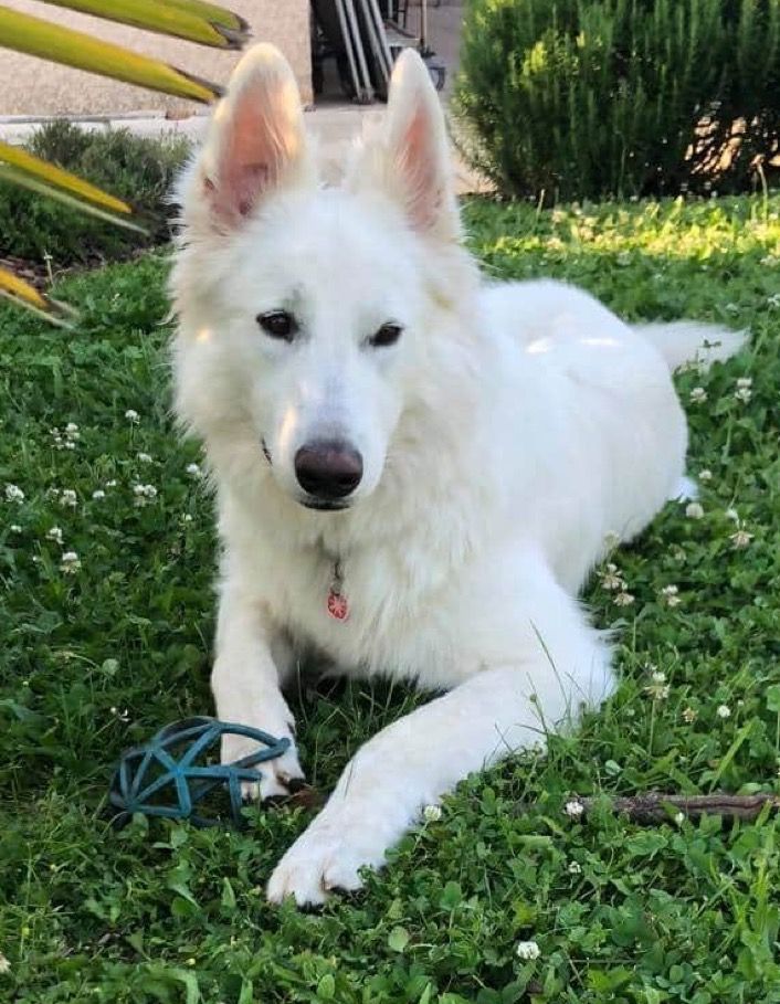 Miss du Domaine de la Combe Noire | White Swiss Shepherd Dog 