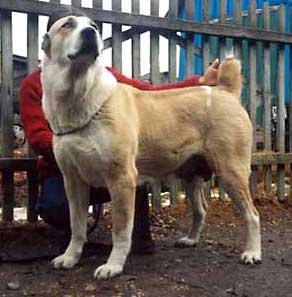 Zogcha s kudryashevskogo dvora | Central Asian Shepherd Dog 