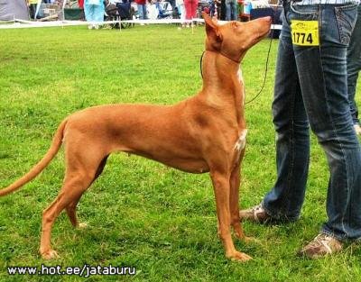 Tefnut-Bastet Gintariniai Namai | Pharaoh Hound 