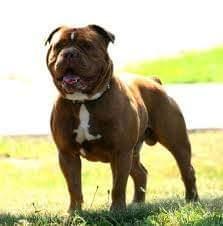 Bullforce Mr Jones | Olde English Bulldogge 