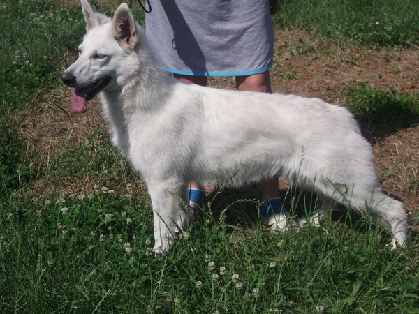Osennay rapsodiy fom nordishen xof | White Swiss Shepherd Dog 
