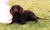 California Christina | American Water Spaniel 