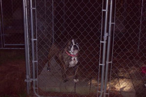 Bruisers Jezzabelle of Gallant | Olde English Bulldogge 