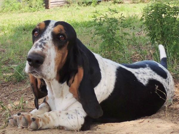 Allatoonas Fantastic Freckles | Basset Hound 