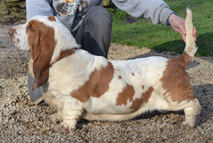 garbo van hollandheim | Basset Hound 