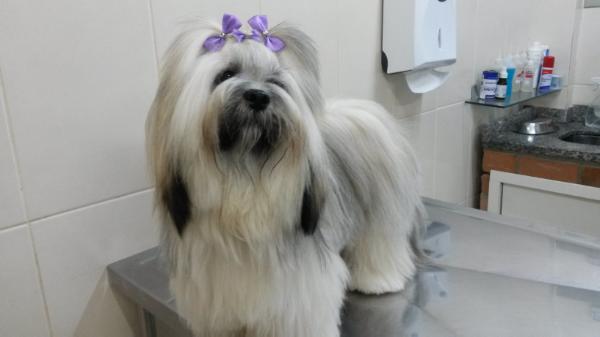 RMoretto Cane Kyra | Lhasa Apso 