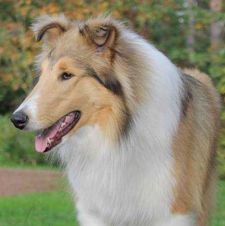 Romany Scout | Rough Collie 