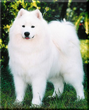 Cabaka'S Apollo Snowstorm | Samoyed 