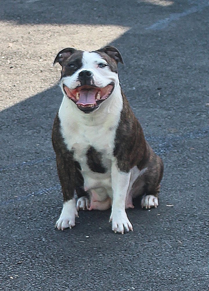 YARKAYA ZVEZDOCHKA | Staffordshire Bull Terrier 