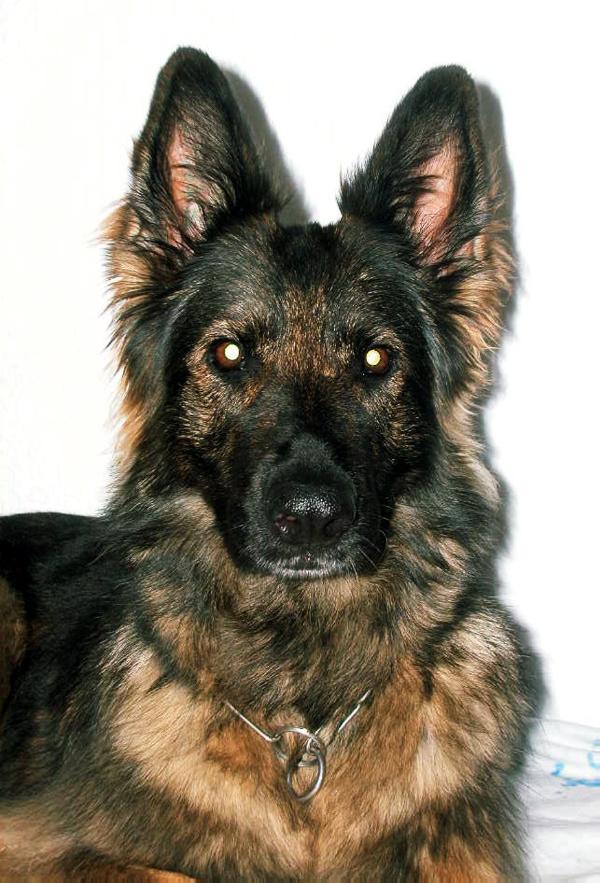 Abygal vom Zuchtgut | German Shepherd Dog 