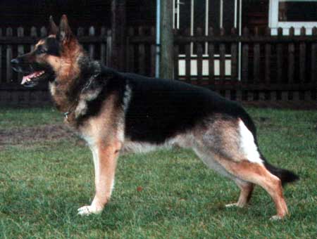 Zauner vom Salztalblick | German Shepherd Dog 