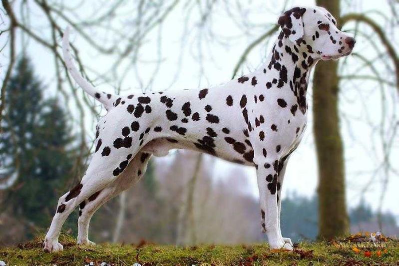 G 'RICH WOODY GENESIS DALMADAMI | Dalmatian 