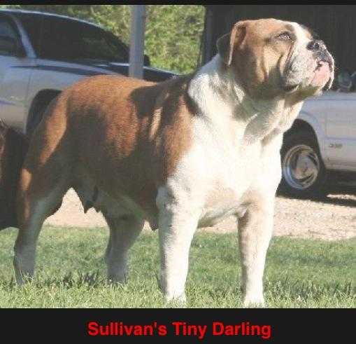 Sullivan's Tiny Darling | Olde English Bulldogge 