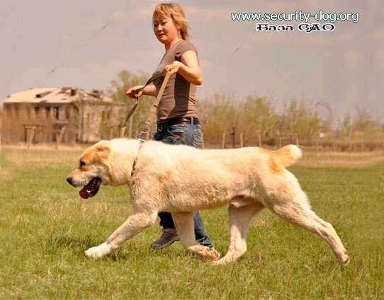 shaiman | Central Asian Shepherd Dog 