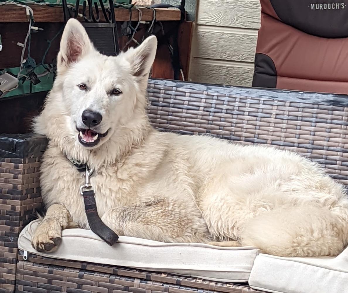 AVOND STER NASHA COMANDA | White Swiss Shepherd Dog 