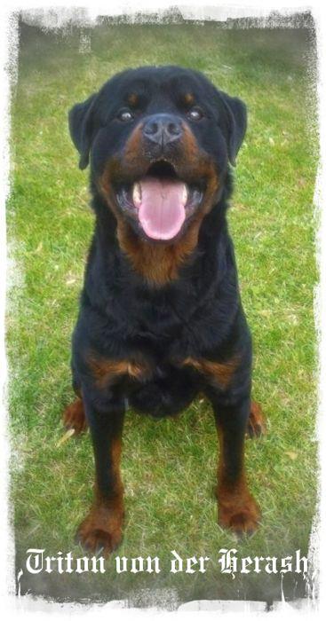 Triton Von Der Herash | Rottweiler 