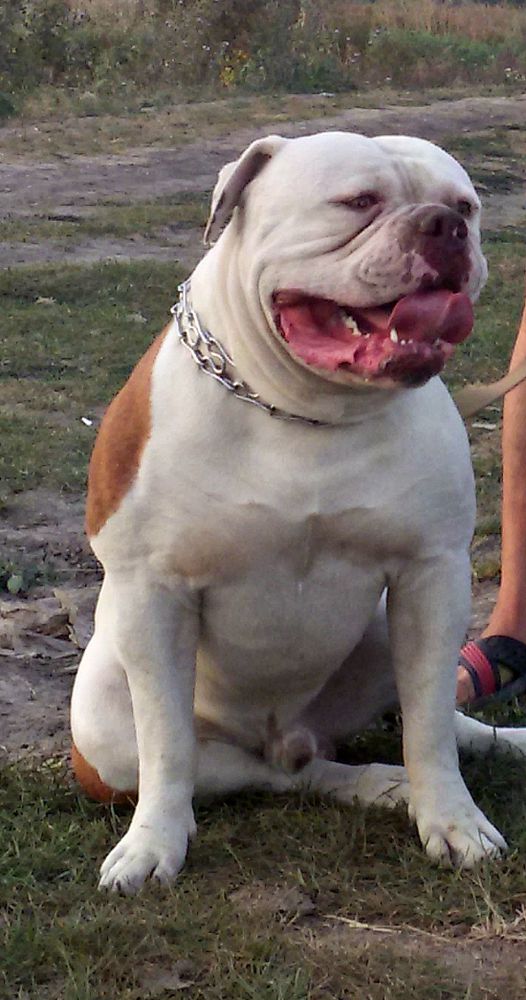 Carpen Diaz MONROE | American Bulldog 