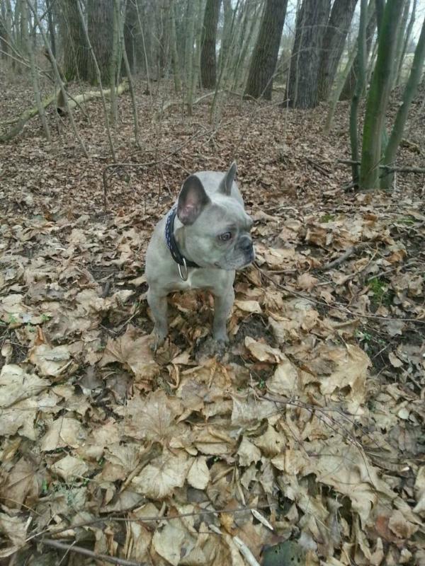 Pretty Lilifee vom Westerwald | French Bulldog 