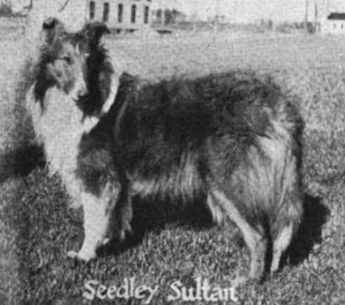 Seedley Sultan (198723) | Rough Collie 