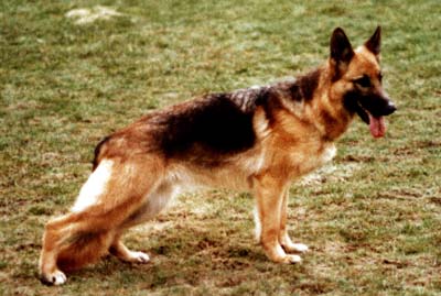 Palme von Bad-Boll | German Shepherd Dog 